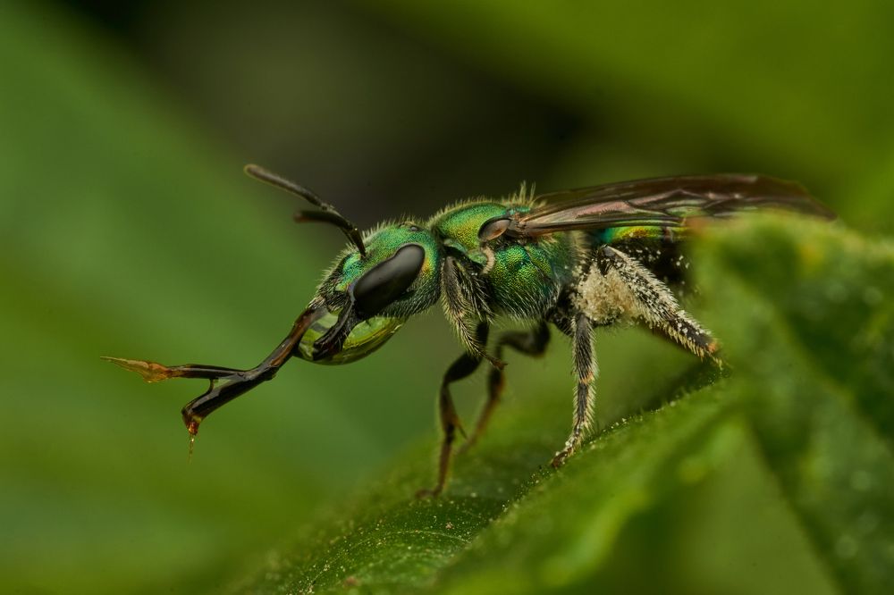 A green fly drinking water.