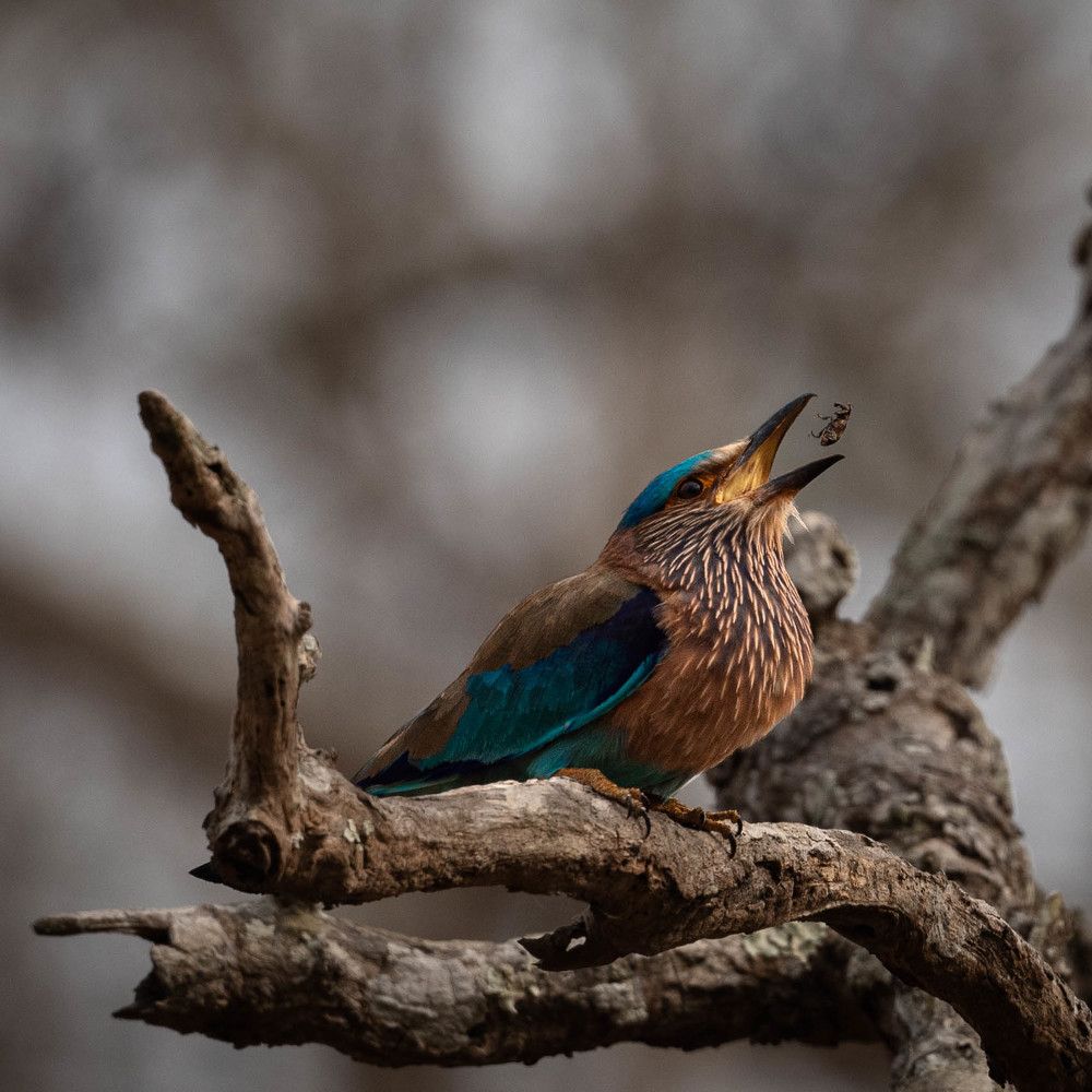 Early Bird Gets The Bug!