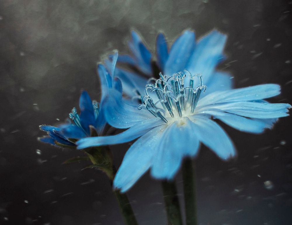 Photograph by Rogozina Olga