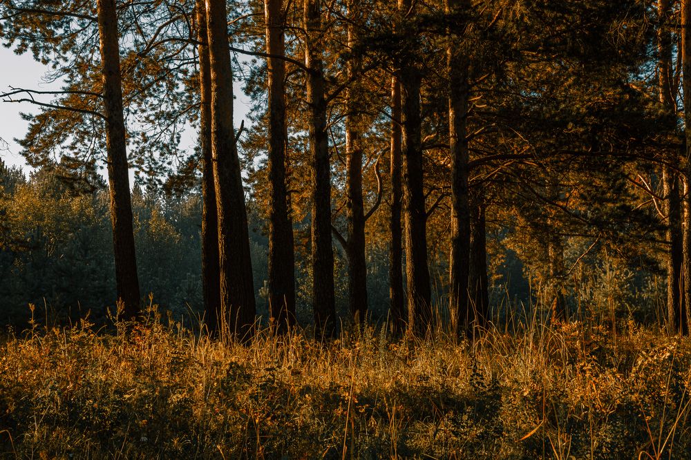 Photograph by Дмитрий Бровко