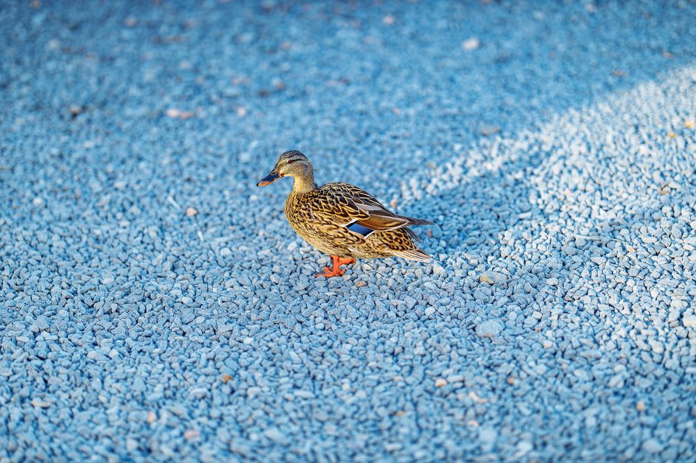 Photograph by Дмитрий Бровко