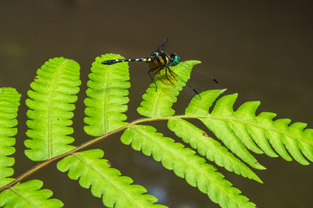 Photograph by Ranjith Kumar