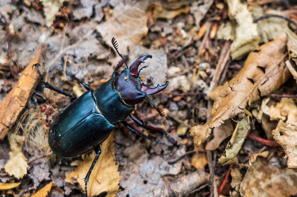 Stag beetle