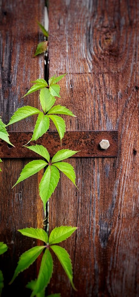 Photograph by Анна Вокуева