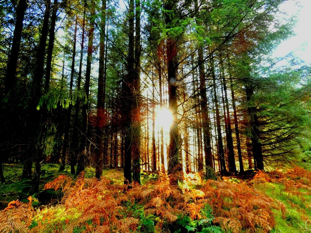 Фотография автора Michael Gault