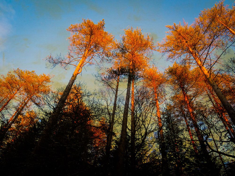 Фотография автора Michael Gault