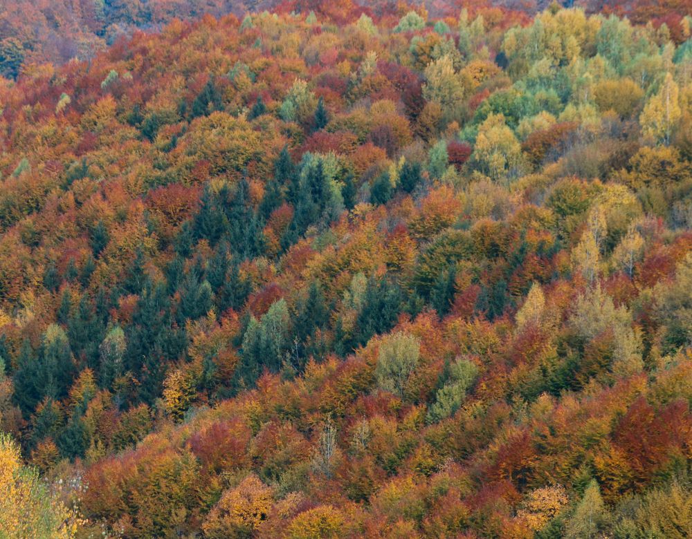 Sunny autumn days in Apuseni Mountains