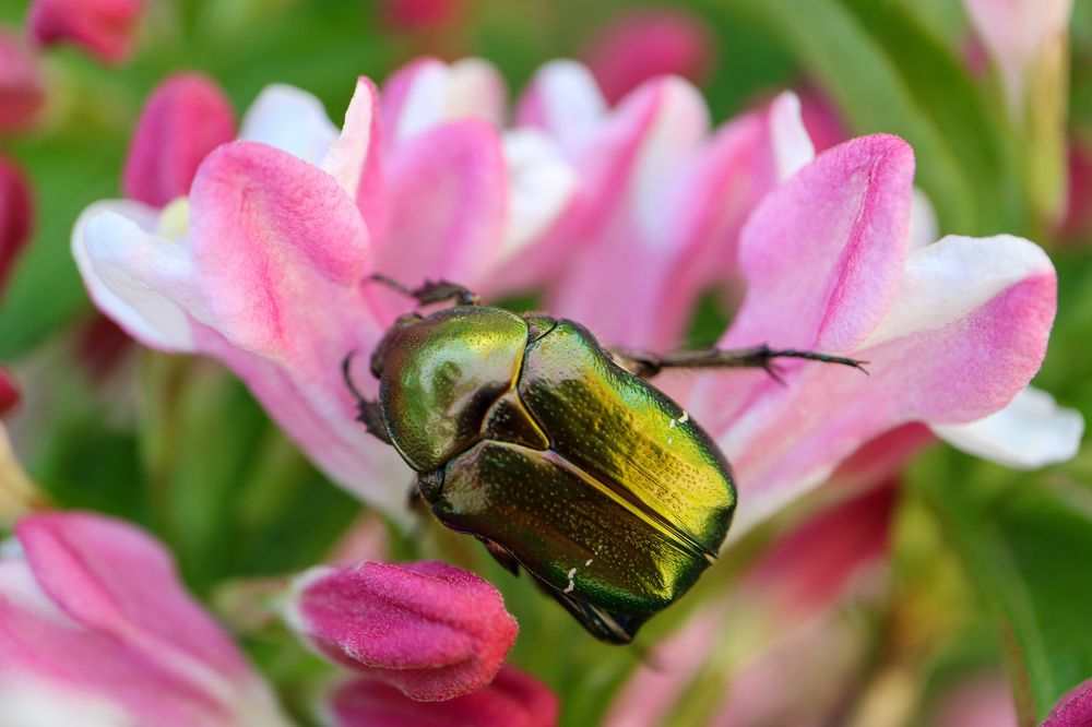 Green Beetle Cetonia Aurata