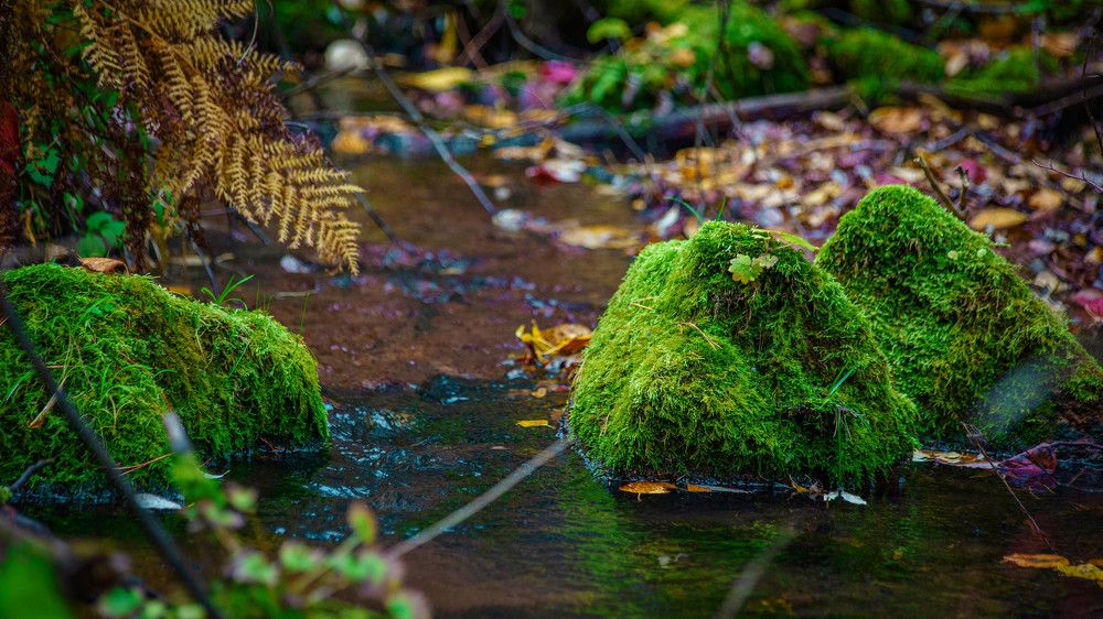 Photograph by Анатолий