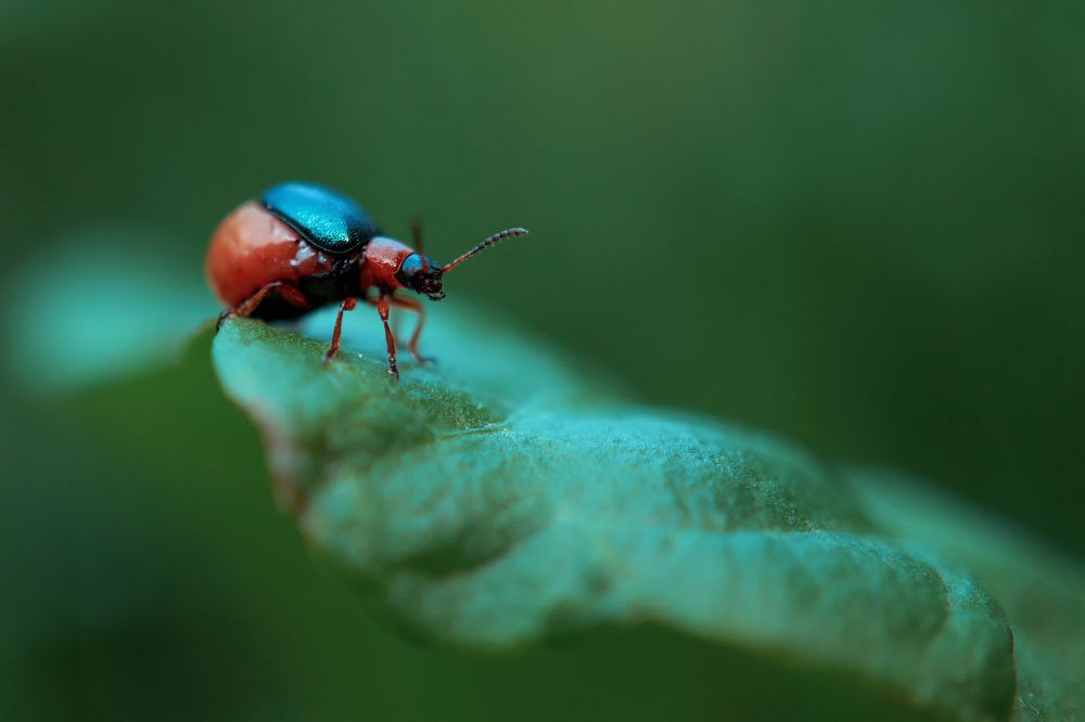 Photograph by Yuli Lerou