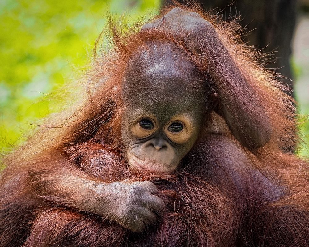 baby orangutans