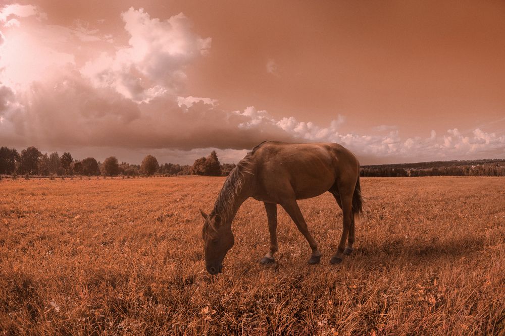 Photograph by Серебренников Михаил