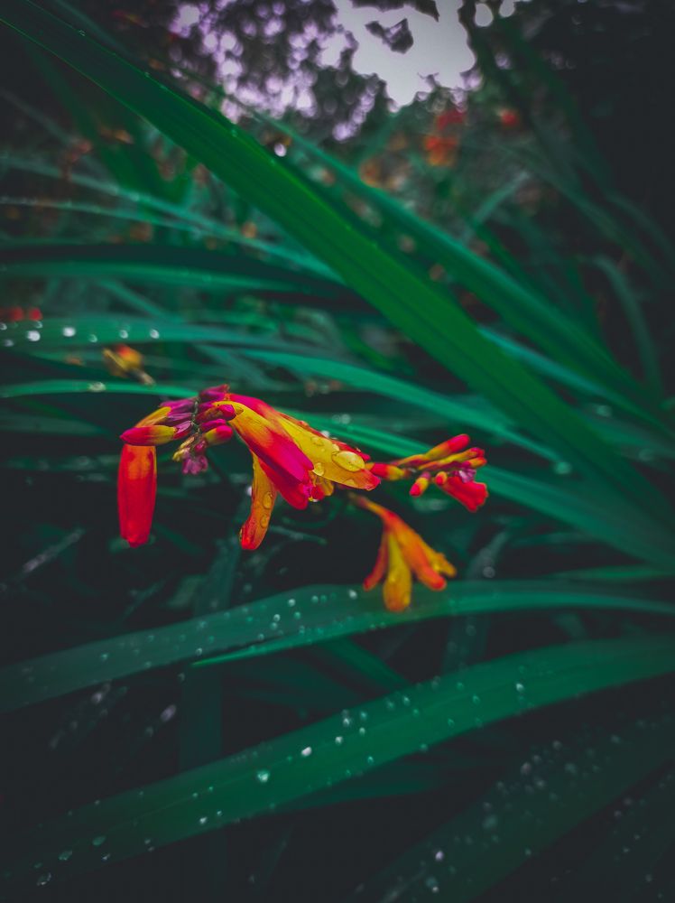 Photograph by Chathuranga. S photogrphy