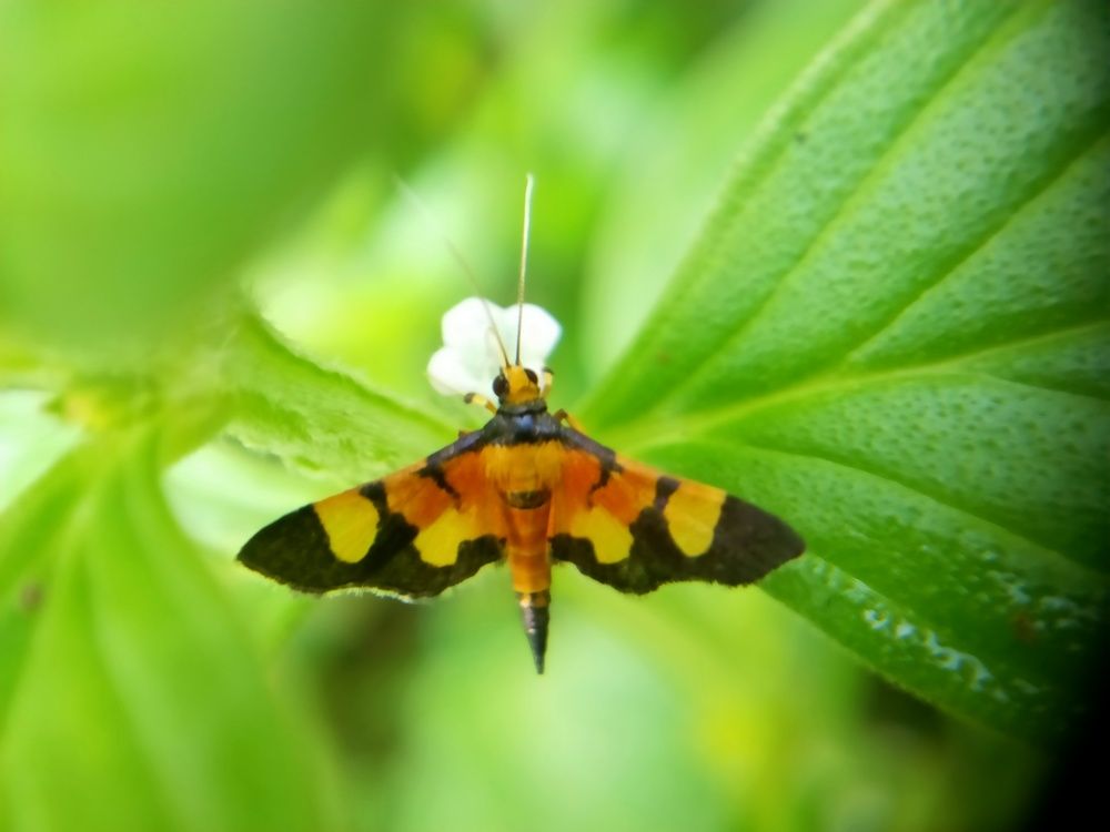 Photograph by Sajal Menon