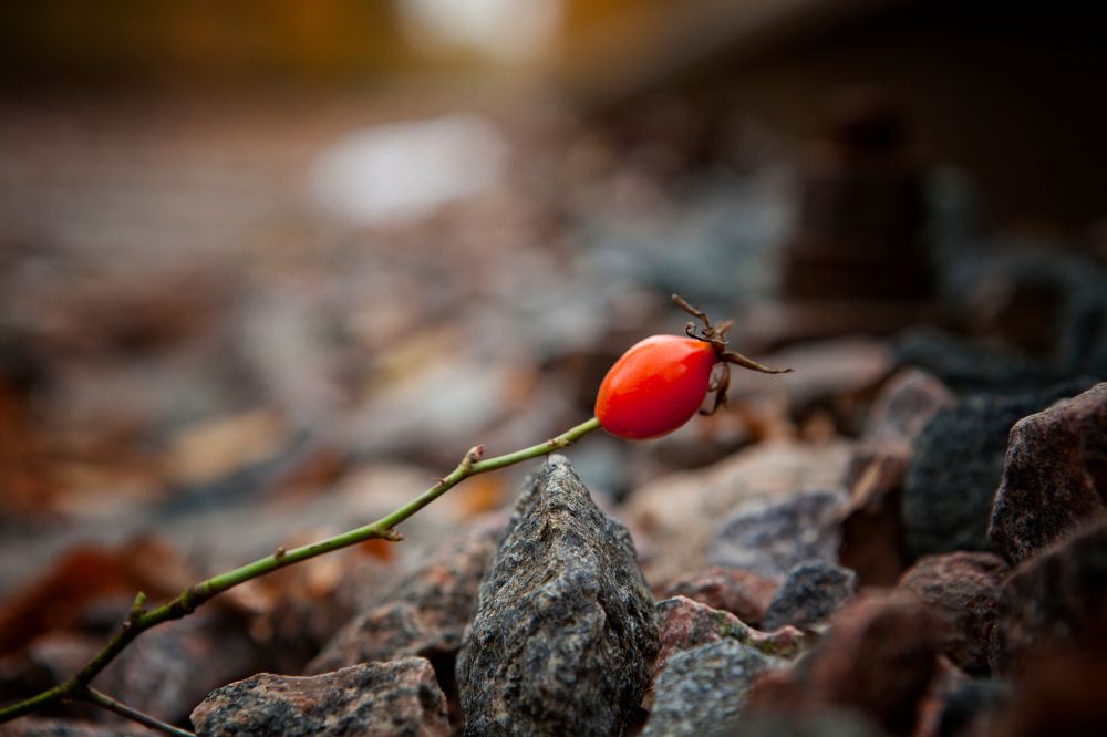 Photograph by Голованов Николай