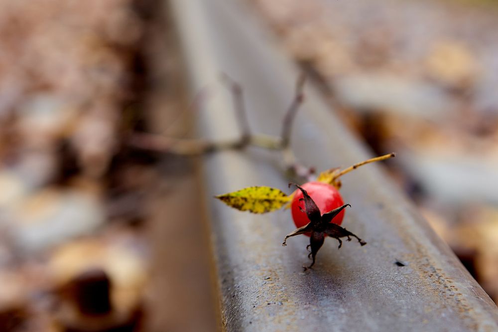 Photograph by Голованов Николай