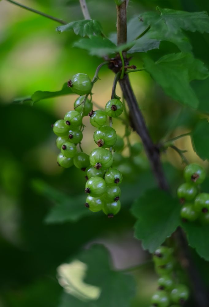 Photograph by Ирина Никульча