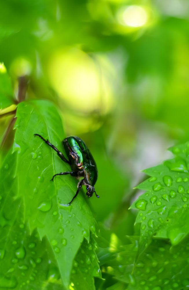 Photograph by Ирина Никульча