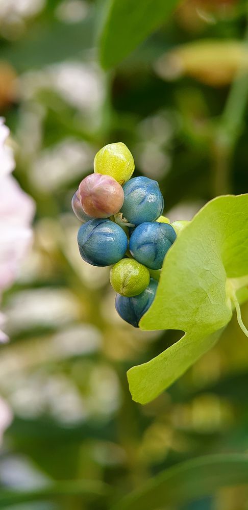 Фотография автора Александра Асаулко