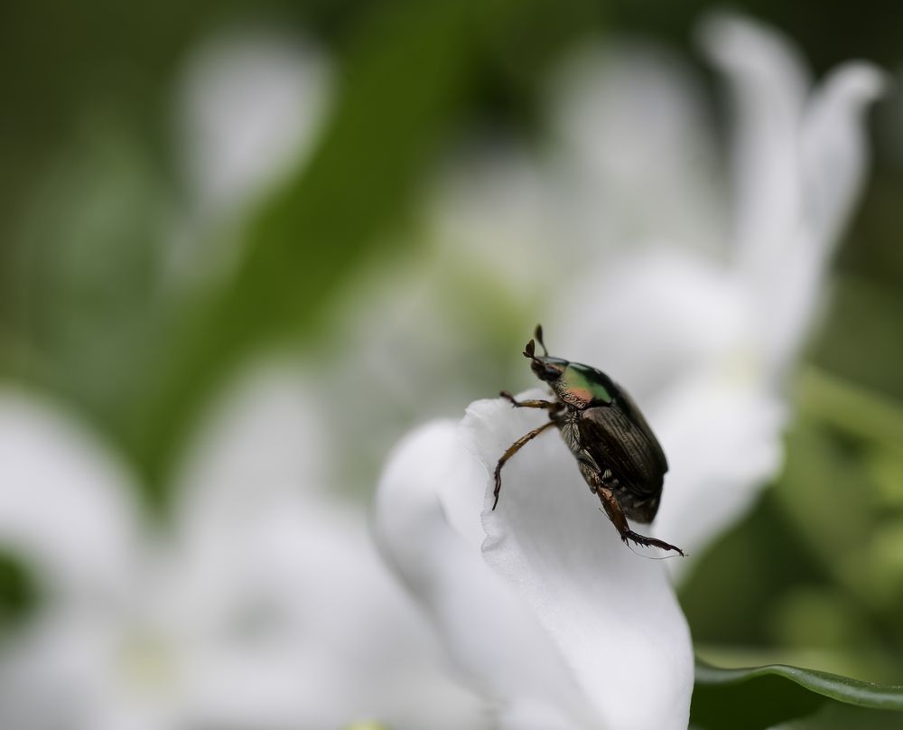 Bug fixing Petals
