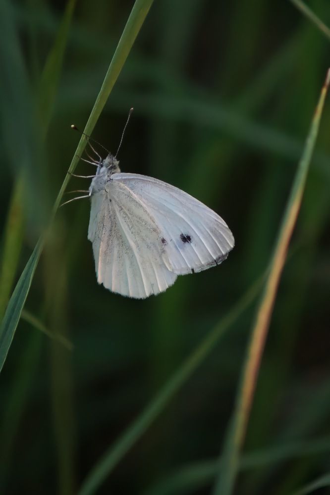 Photograph by Александрина Маринова