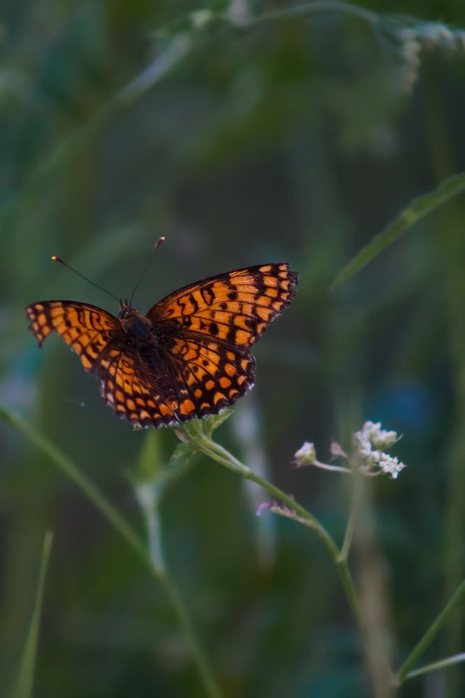 Photograph by Александрина Маринова