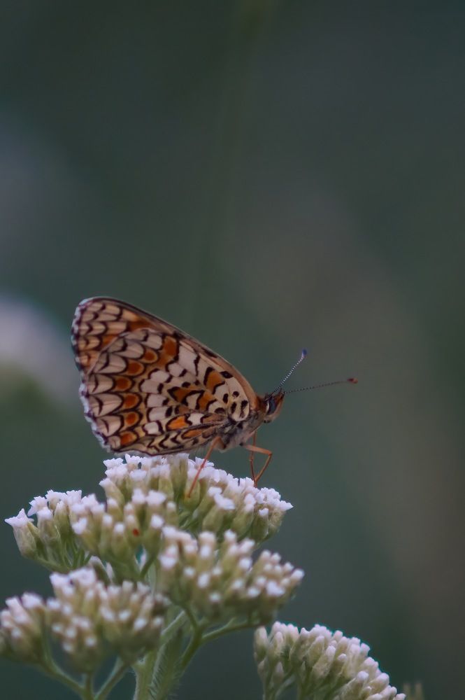 Photograph by Александрина Маринова
