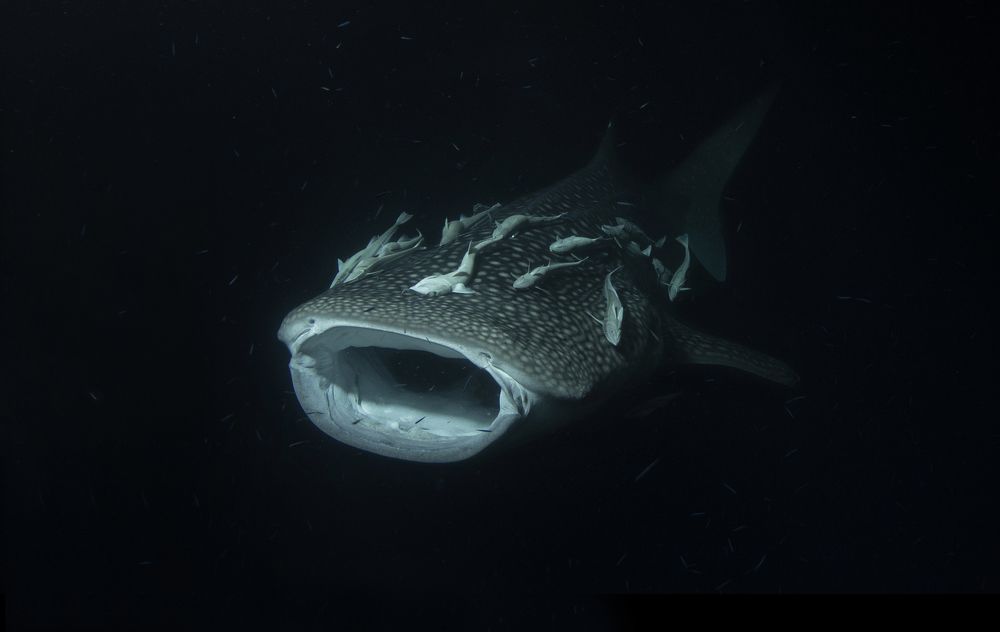 Photograph by Димитрий Евтушик