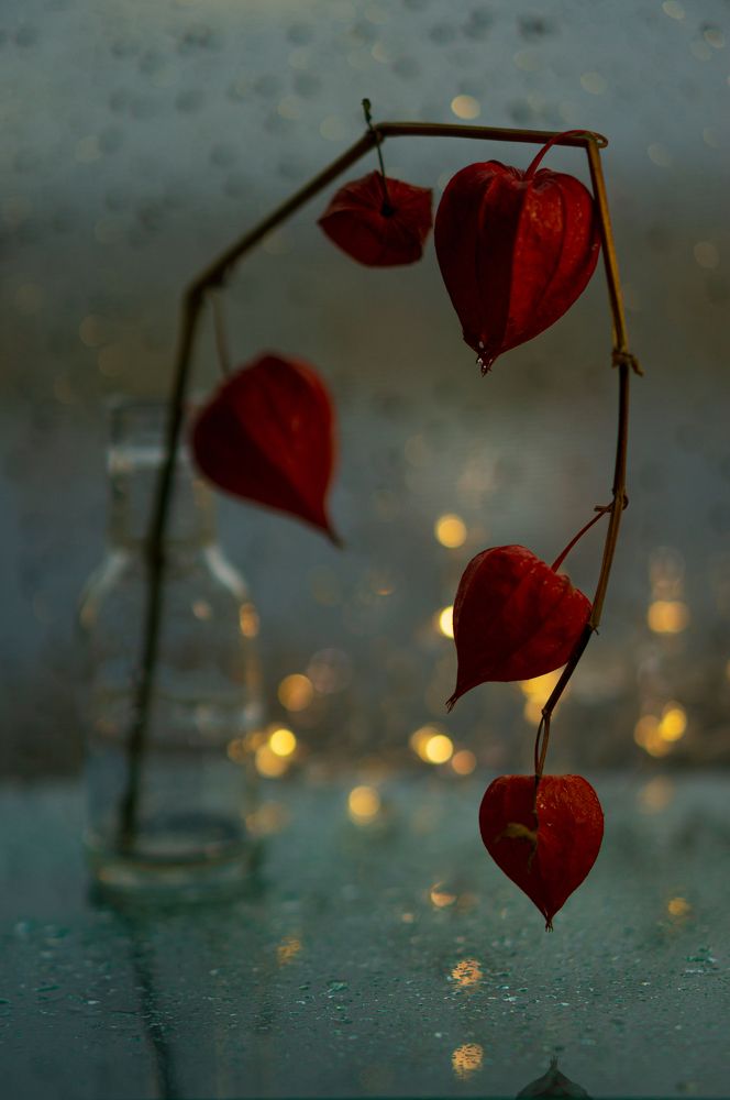 Photograph by Светлана Нестерова