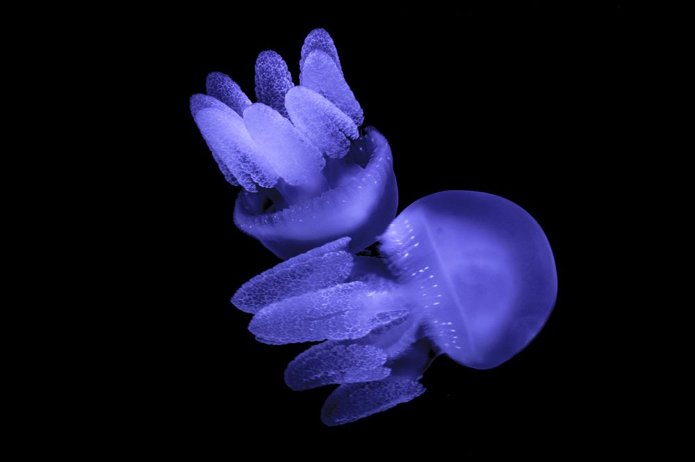 Фотография автора Paul Manjooran