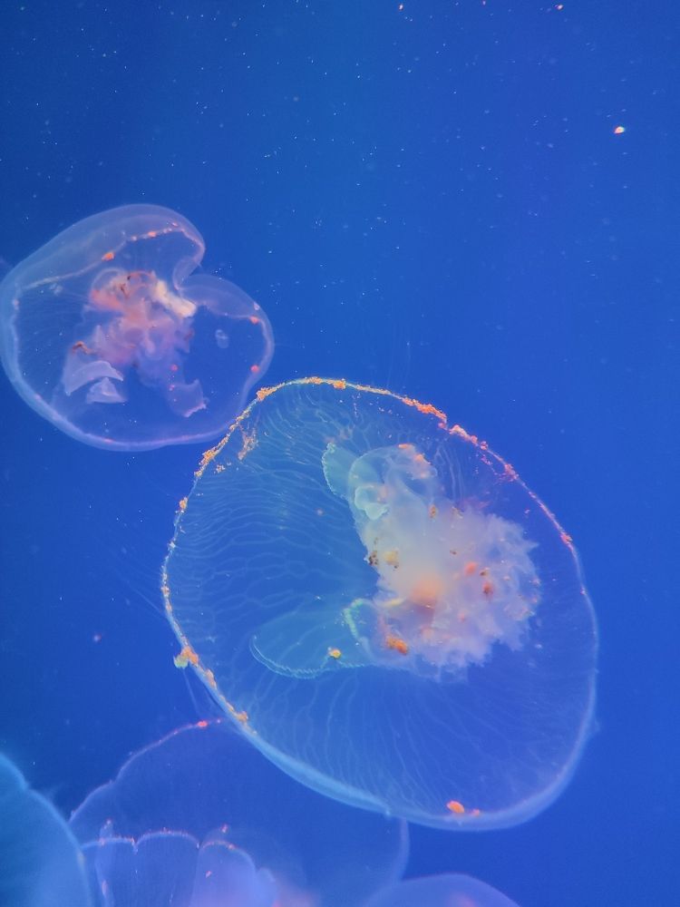 Photograph by Ольга Сучкова