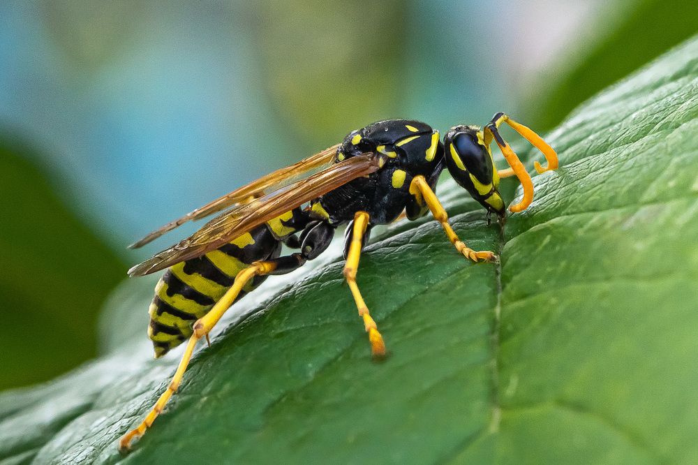 Фотография автора Николай Бологов