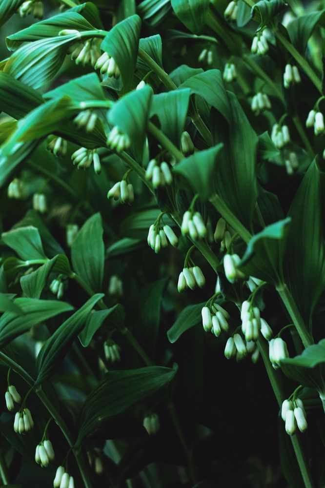 Photograph by Алиса Грюнвальд