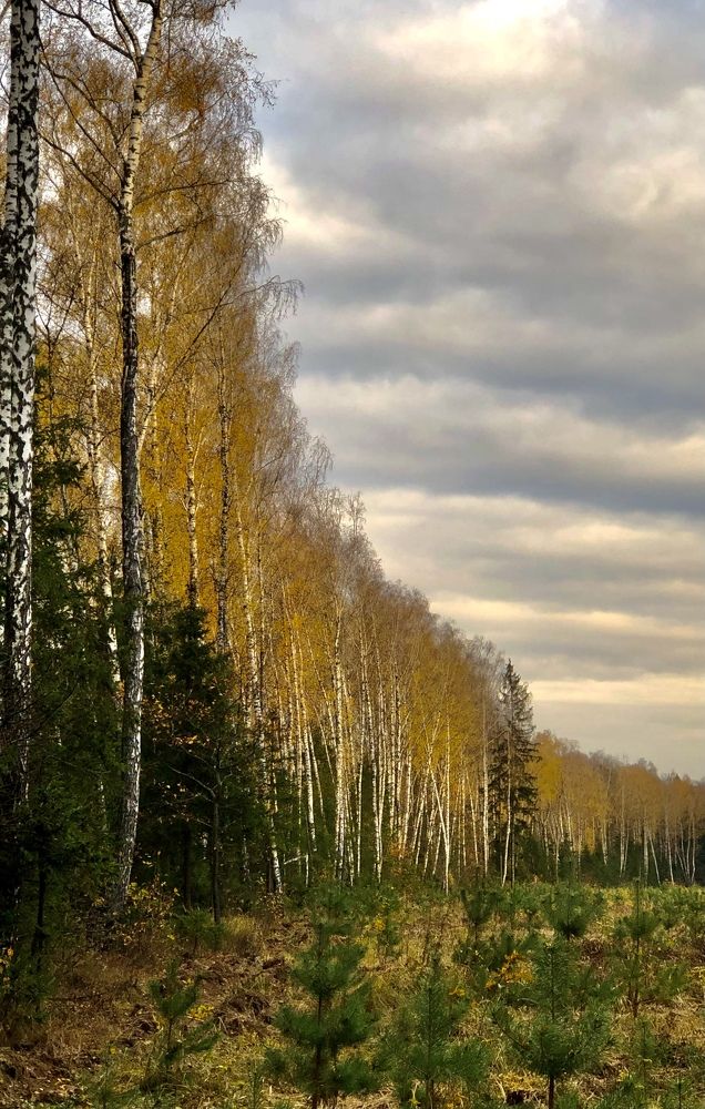 Березовый хоровод