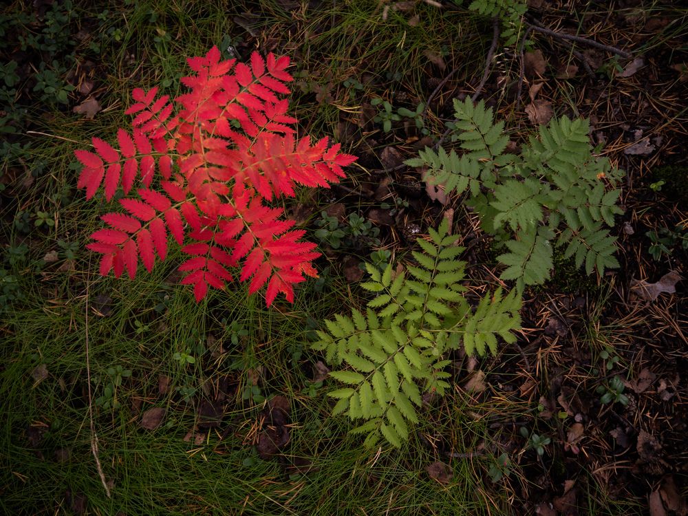 Photograph by Анна Шейко