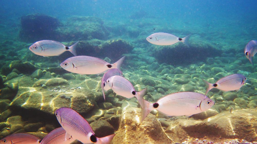 Photograph by Агнес