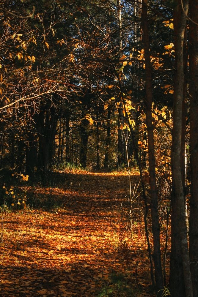 Последний тёплый день Осени