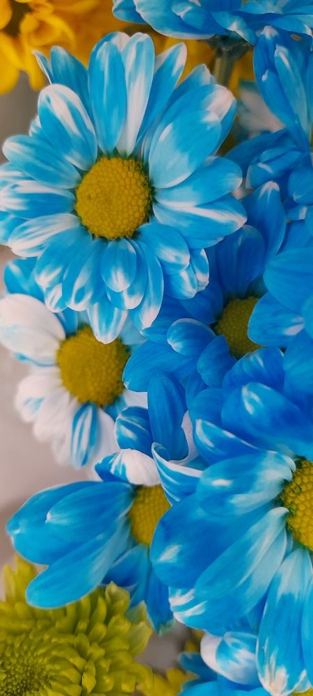 Фотография автора Revaz Topuria