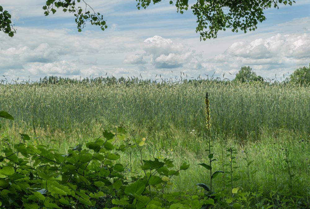 Photograph by Юлия Лис-а