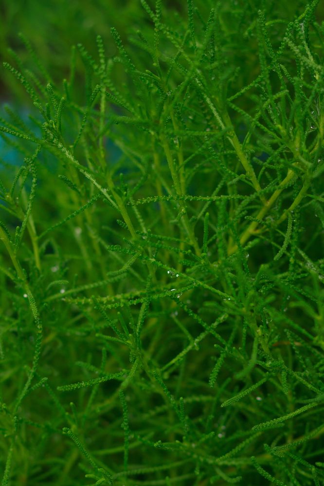 Photograph by Нелли Золотая