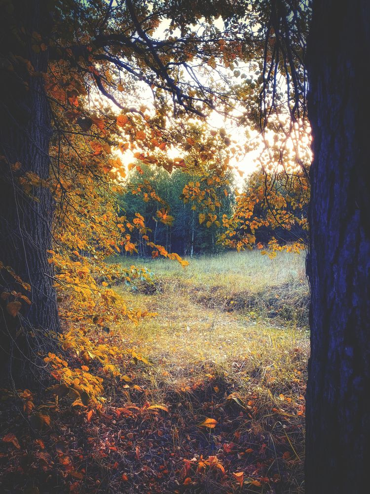 Окно в осень