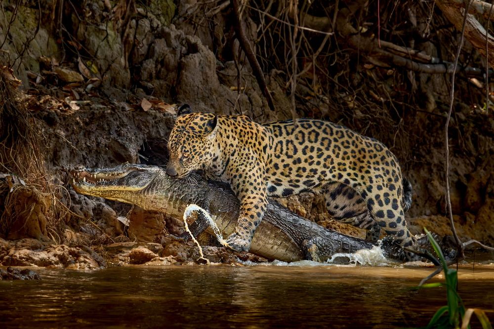 Охота удалась!