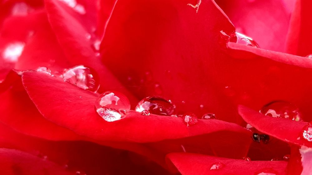 Photograph by Mohammad Mahdi Khojasteh