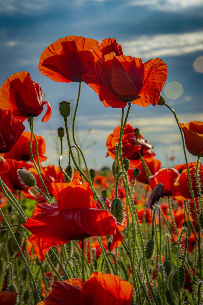 Photograph by Наталия Ковалева