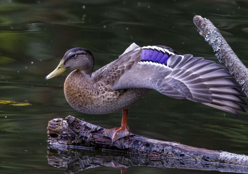 Photograph by Gevork Gukasyan