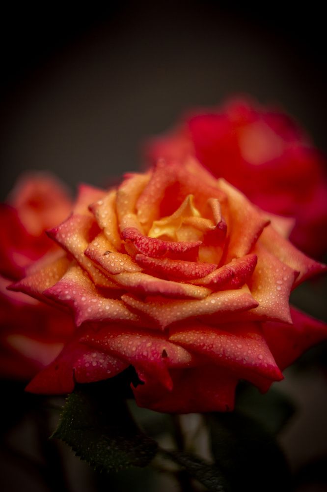 Photograph by Katja Sen