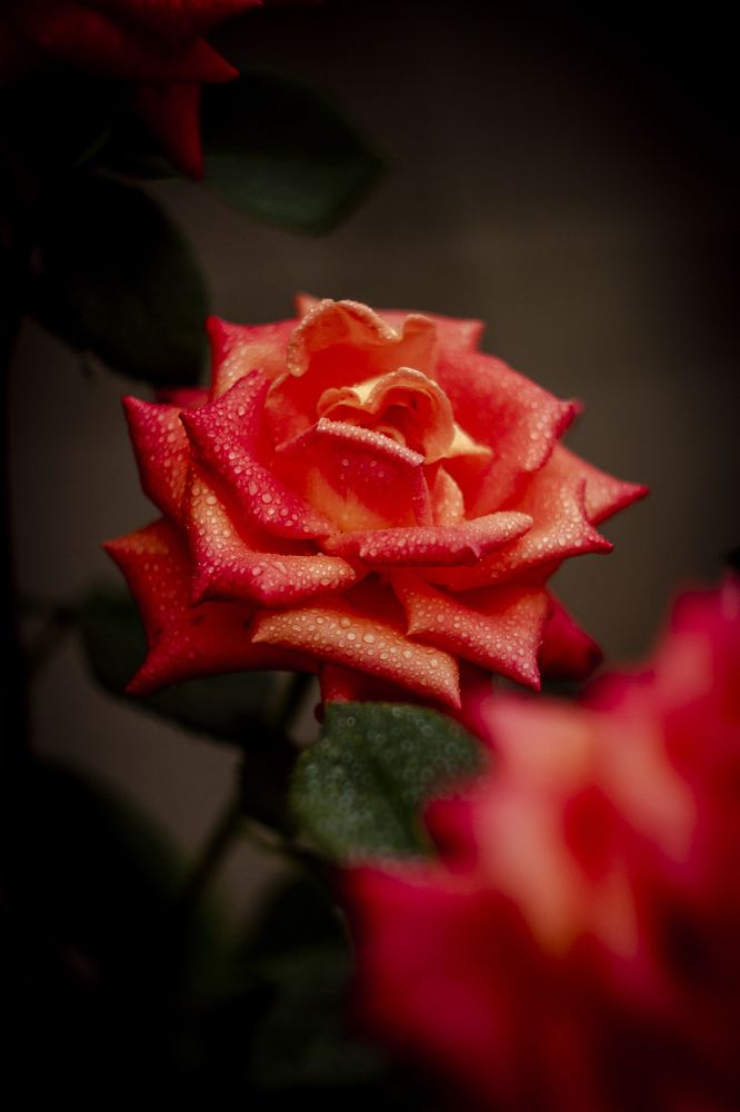 Photograph by Katja Sen