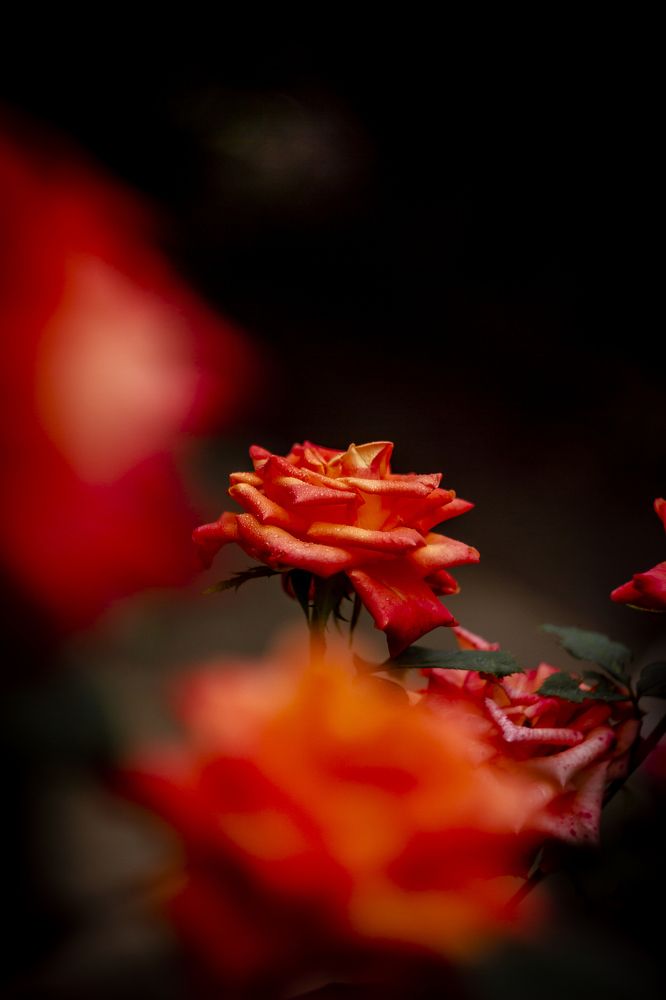 Photograph by Katja Sen