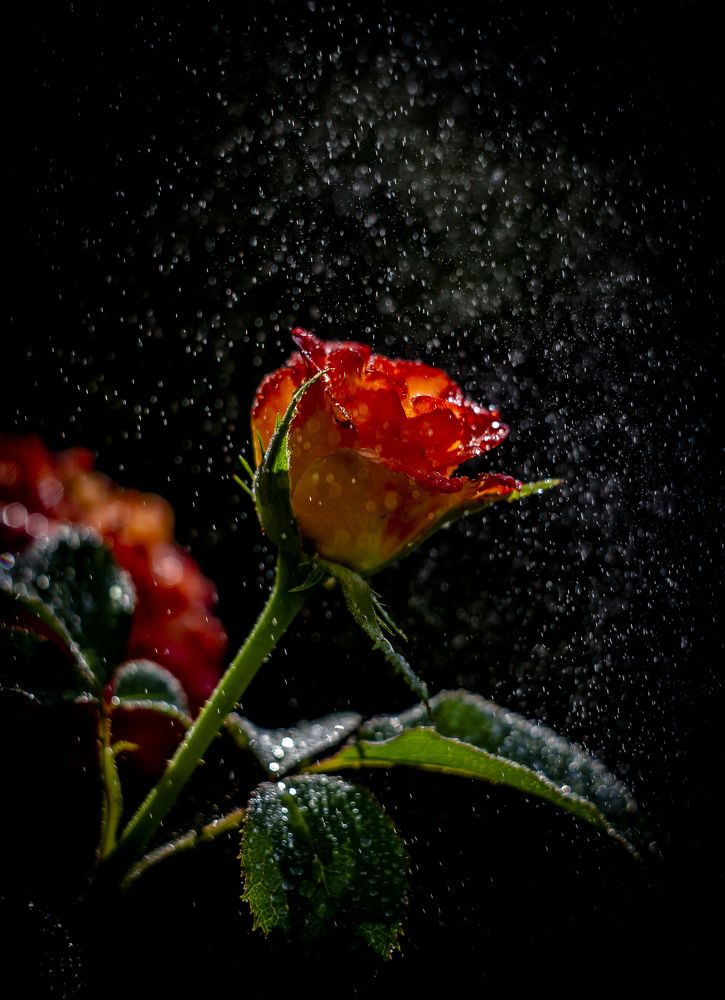 Photograph by Katja Sen