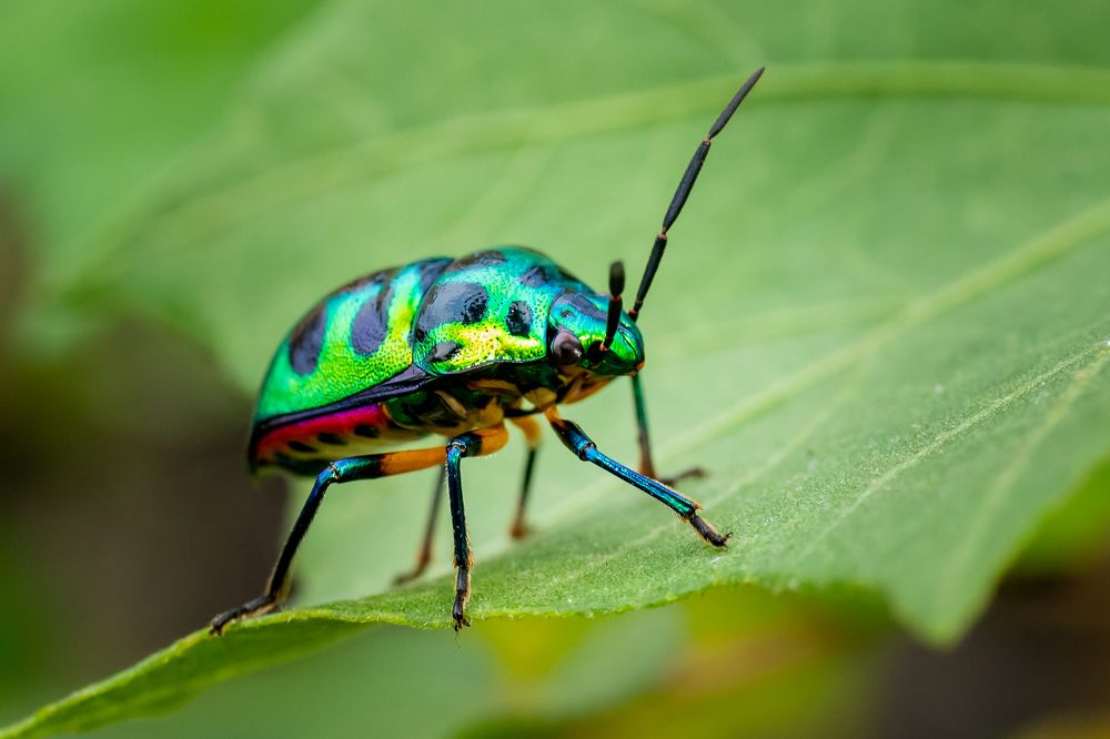 Beautiful Jewel Bug